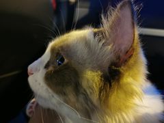 -猫十亿·布偶金渐层·曼基康矮脚猫舍(青年路店)