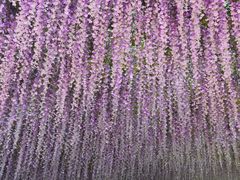 -荷兰花海