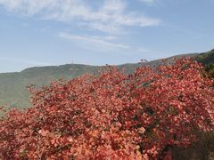 -北京十三陵国家森林公园蟒山景区