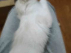 -谐和益家动物医院·免疫绝育·血液透析·宠保定点医院(高新伊藤分院)