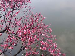 -红梅公园