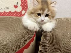 -欣宠猫屋·矮脚拿破仑·蓝金金渐层