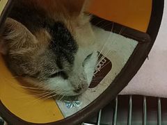 -瑞派宠物医院(搏威敦和院)