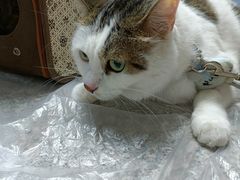 -渲嗳动物医院(异宠·复杂内科转诊中心·玖洲道富华里分院)