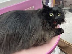 -FAELING PETS美天灵宠物(富力广场店)
