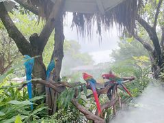 -广州长隆飞鸟乐园