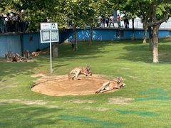 -西霞口神雕山野生动物世界