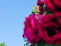 -顾村公园