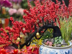 -双季花艺园艺市场(浦东店)