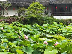 -上海醉白池公园