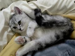 -佳雯宠物医院·皮肤科·内外科(春晓路分院)