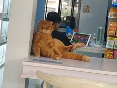 -喵的天空名猫咖啡馆·撸猫·猫舍·用品