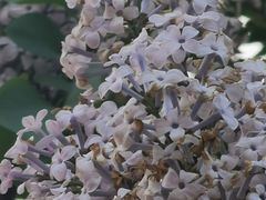 -上海鲜花港