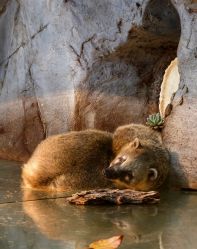 -Zoolung Zoolung动物主题公园(海信广场店)