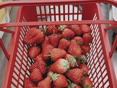 -大自然农场蔬菜草莓采摘园