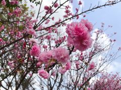 -天适樱花悠乐园