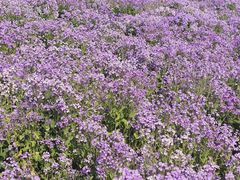 -皇粮浜湿地公园