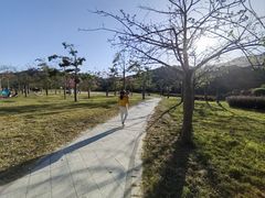 -风云岭森林公园