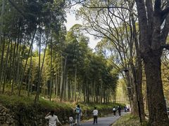 -东明山森林公园