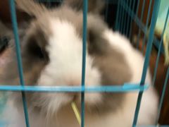 -志龙皇冠吃货椰子铺