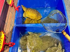 -状元甲·湖北甲鱼大王(汉口火车站店)