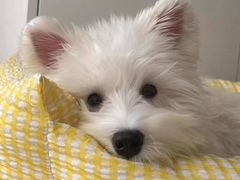 -萌宠之家·腊肠犬·马尔泰·小体犬舍