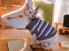 -猫和宫(六道口店)