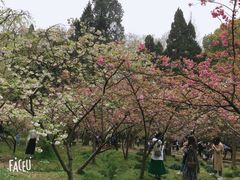 -武汉大学-樱园