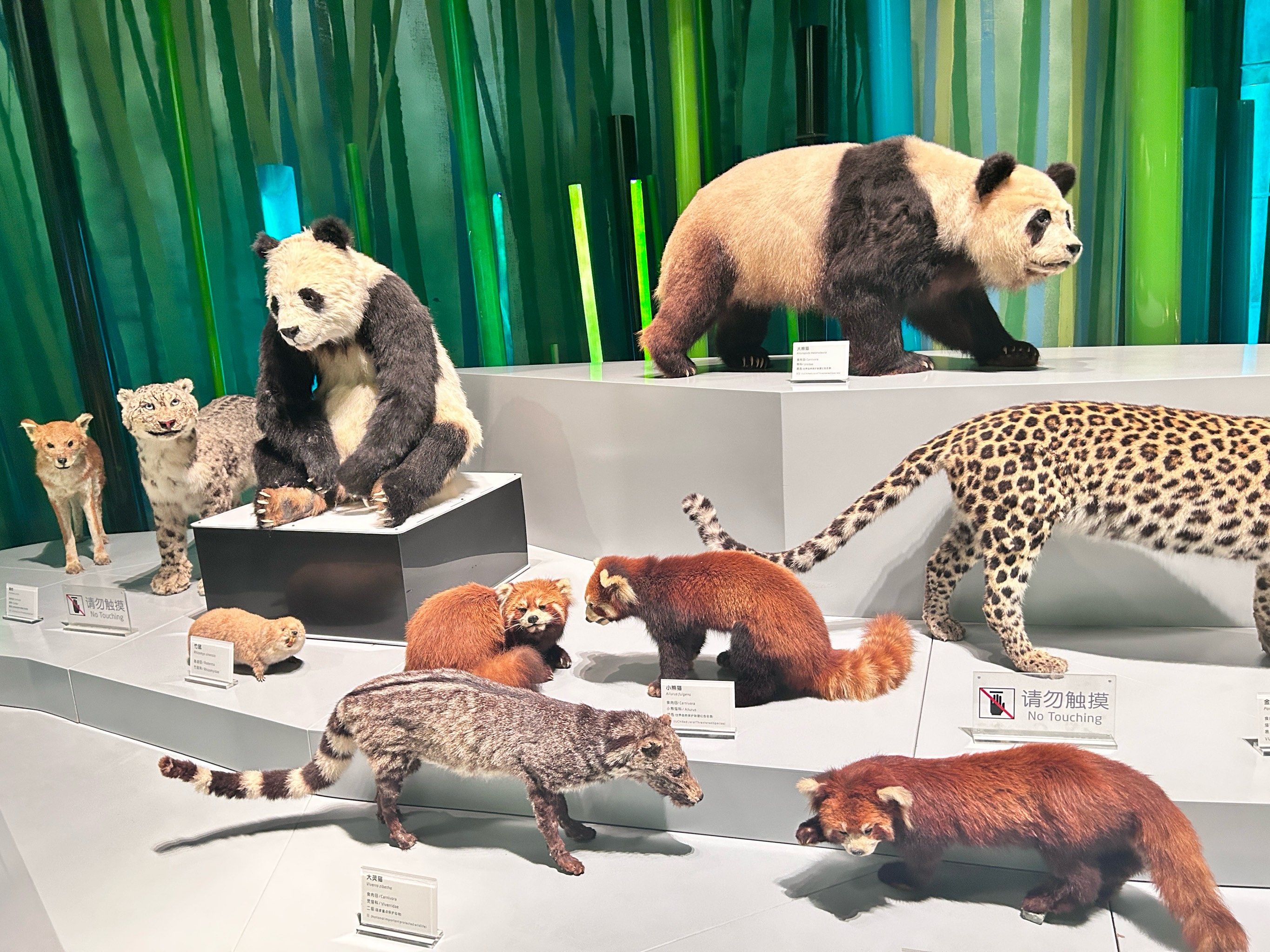 成都大熊猫繁育研究基地畅游指南🐼
