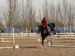-北京群众马术培训基地