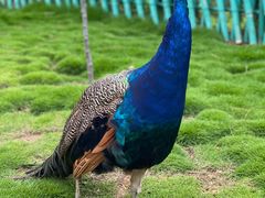 -西霞口神雕山野生动物世界