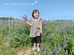 -北京东方普罗旺斯薰衣草庄园