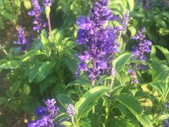 -漩门湾国家湿地公园