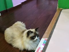 -李小姐の猫咖啡馆(五角场店)