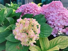 -上海旅游集散中心(万体站)