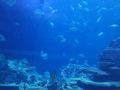 -珠海长隆海洋王国