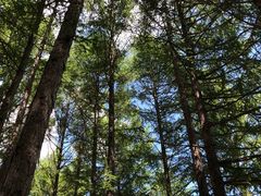 -塞罕坝国家级自然保护区