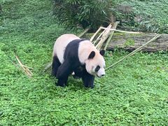 -都江堰中华大熊猫苑