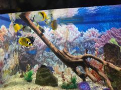 -烟台海昌鲸鲨海洋公园