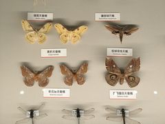 -四川大学博物馆