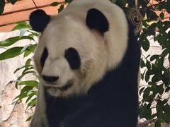 -灵玲国际马戏城