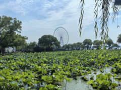 -无锡蠡湖国家湿地公园-蠡园