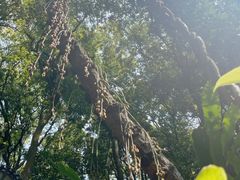 -天鹿湖森林公园