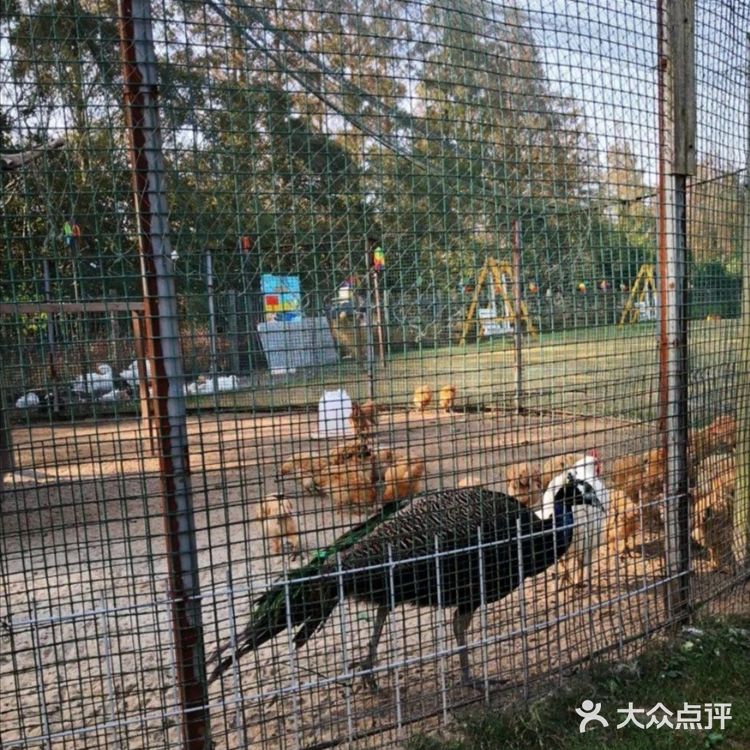 9.9元就能和小动物亲密接触