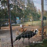9.9元就能和小动物亲密接触
