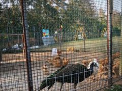 -前小桔亲子创意农场·草莓采摘·露营烧烤