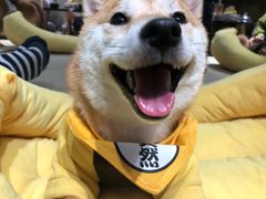 -逗柴咖啡屋·狗咖猫咖宠物桌游