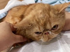 -爱侣宠医·鹦鹉专科·小型哺乳类·异宠专科(灵石路店)