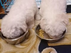 -翊宠yipet猫狗购宠庄园犬舍•猫舍