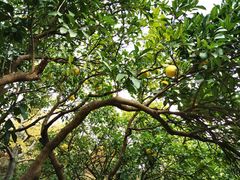 -昆山城市生态森林公园